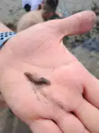 Wattwurm auf Hand