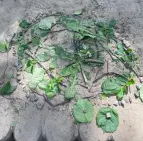 Naturmandala 1