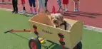 Schulhund
